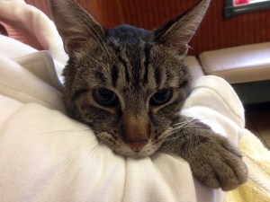 Struggling to breath, moments before he was euthanized, he suffered because of humanity's sin.