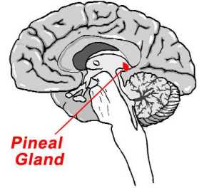Is the pineal gland the doorway to God?