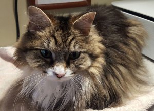 This girl keeps me company every day as I write and work on my computer.