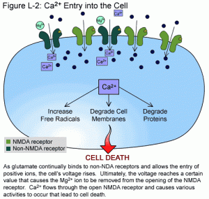 Unchecked high levels of glutamate ultimately cause toxicity and cell death.